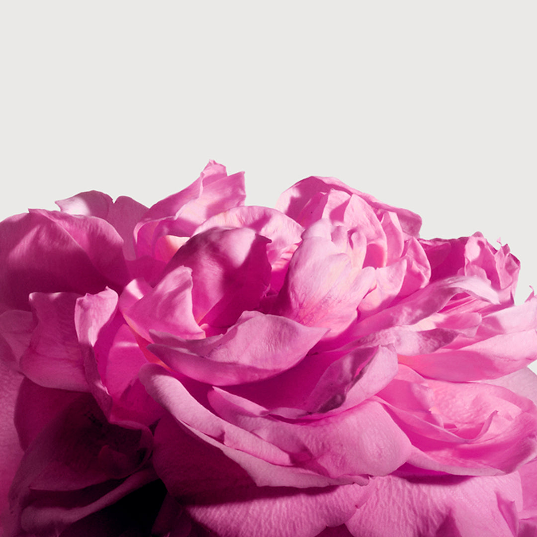 Radical Rose Extrait de parfum