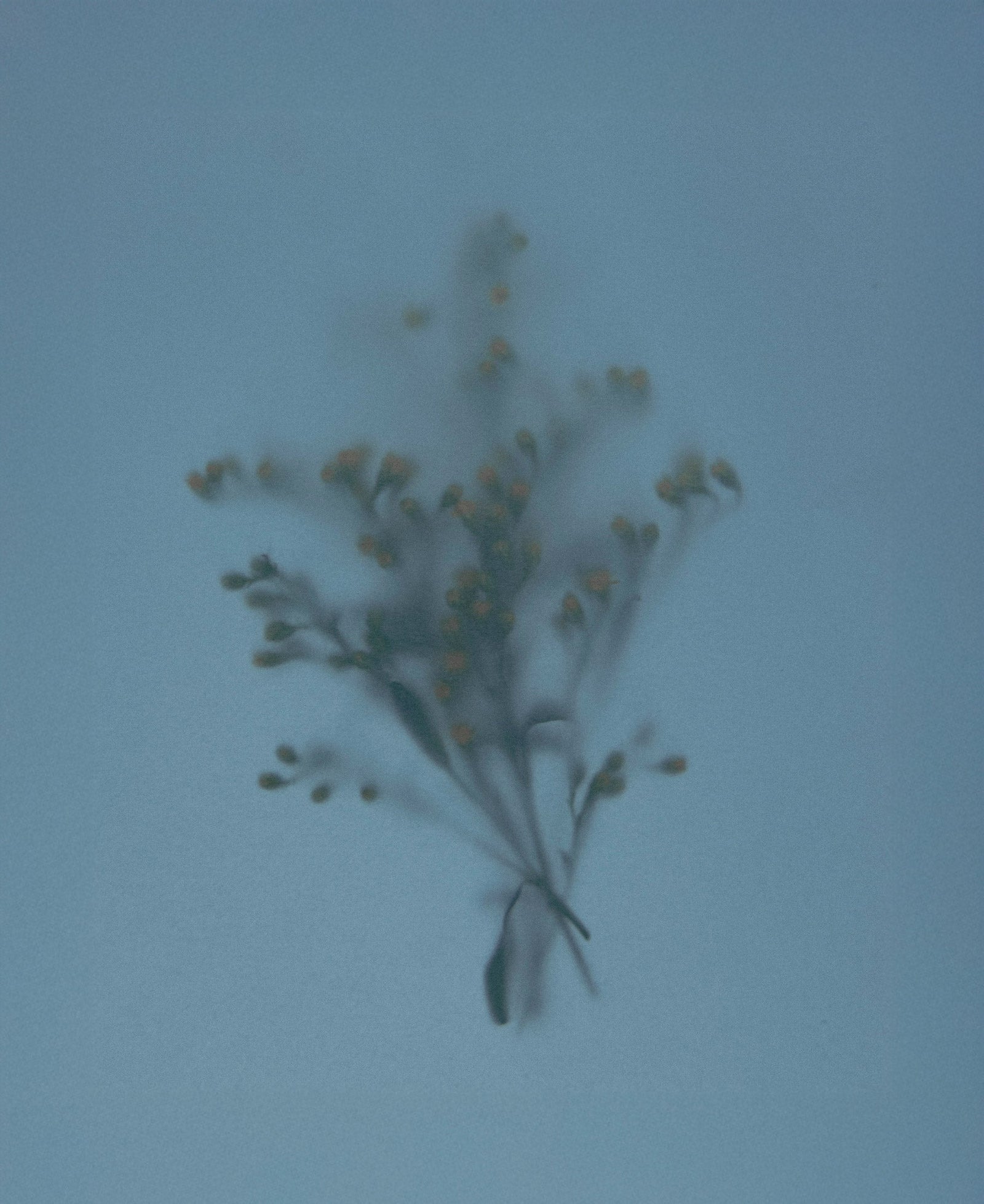 Dhai Extrait de Parfum - Ingredient
