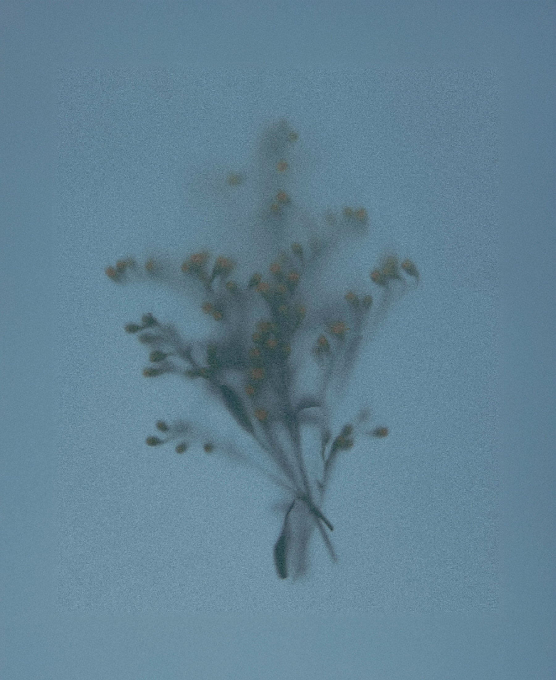 Dhai Extrait de Parfum - Ingredient