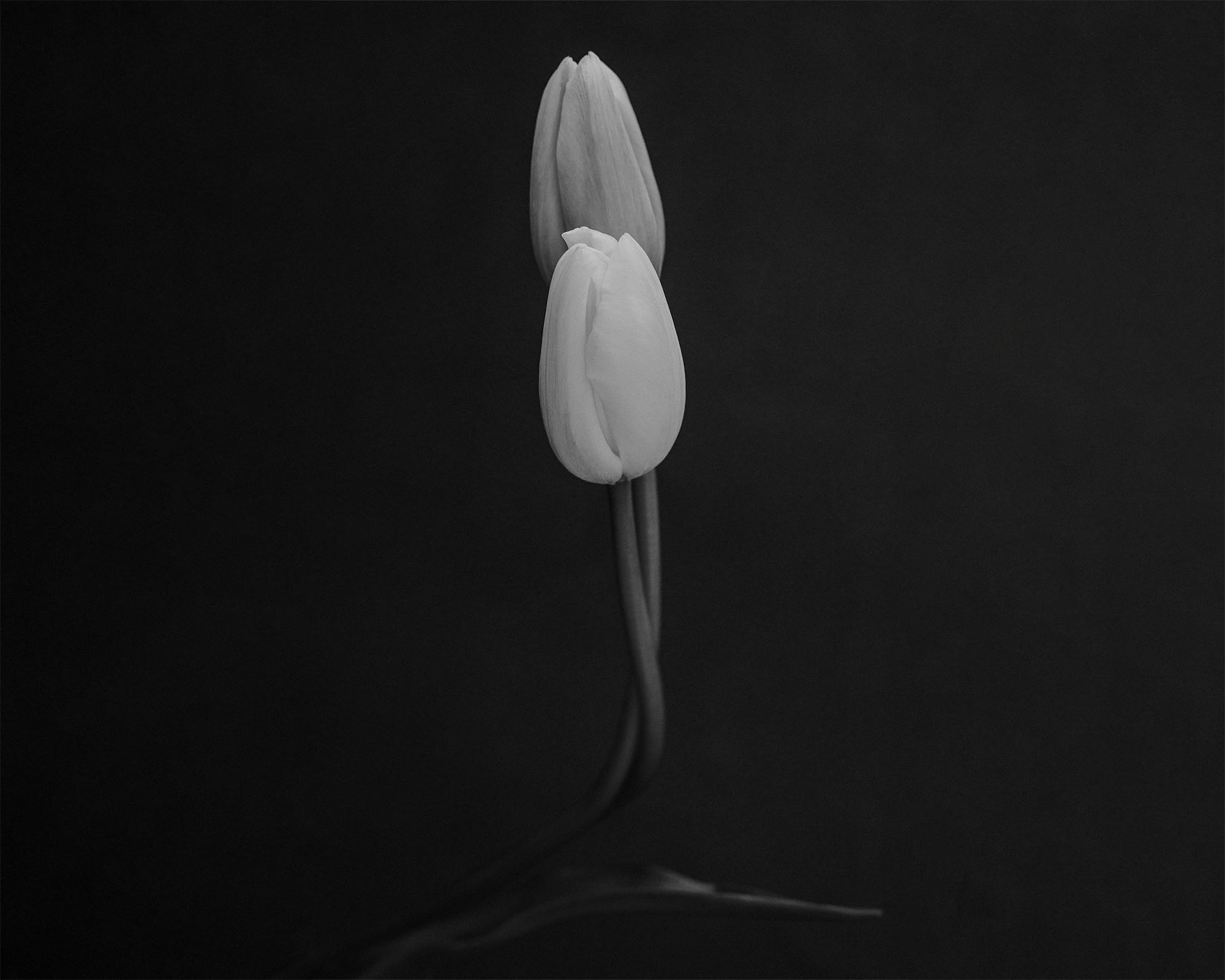 Semence Douce Eau de Parfum