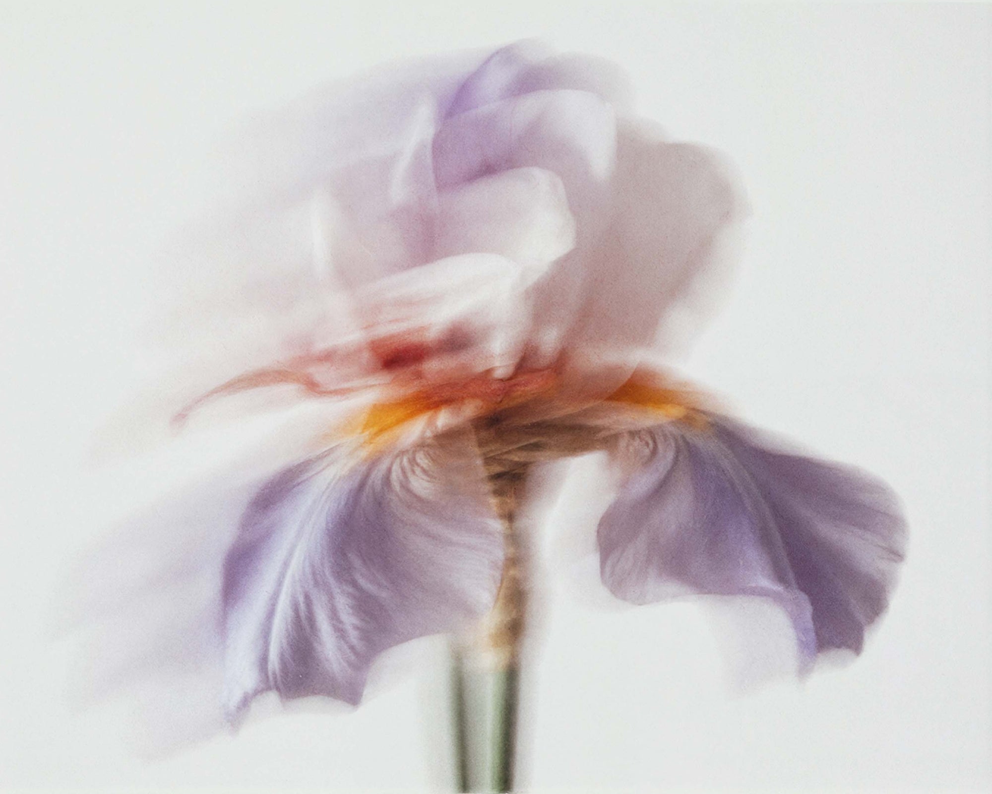 Blanc Sada Eau de Parfum