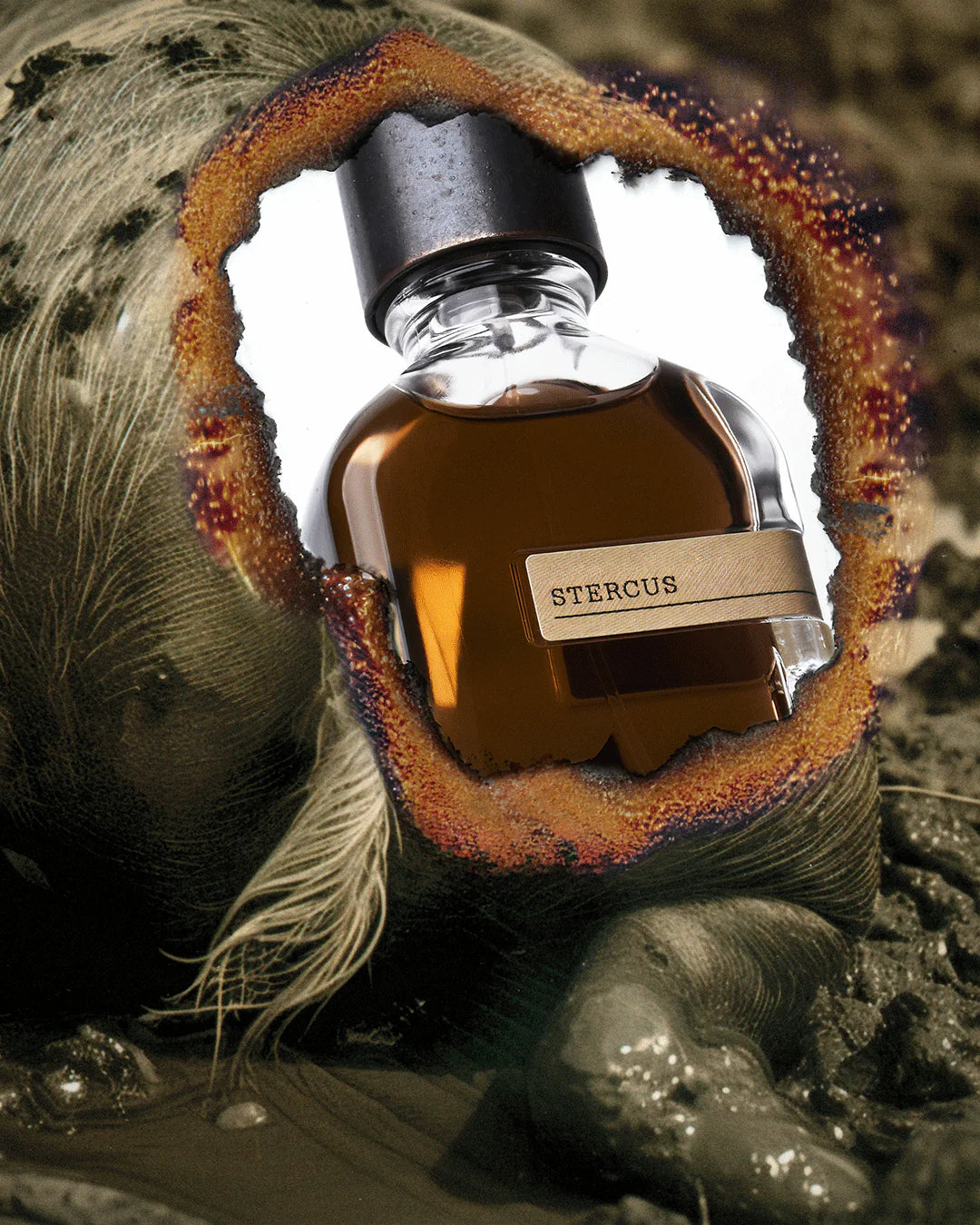 Stercus 50 ml