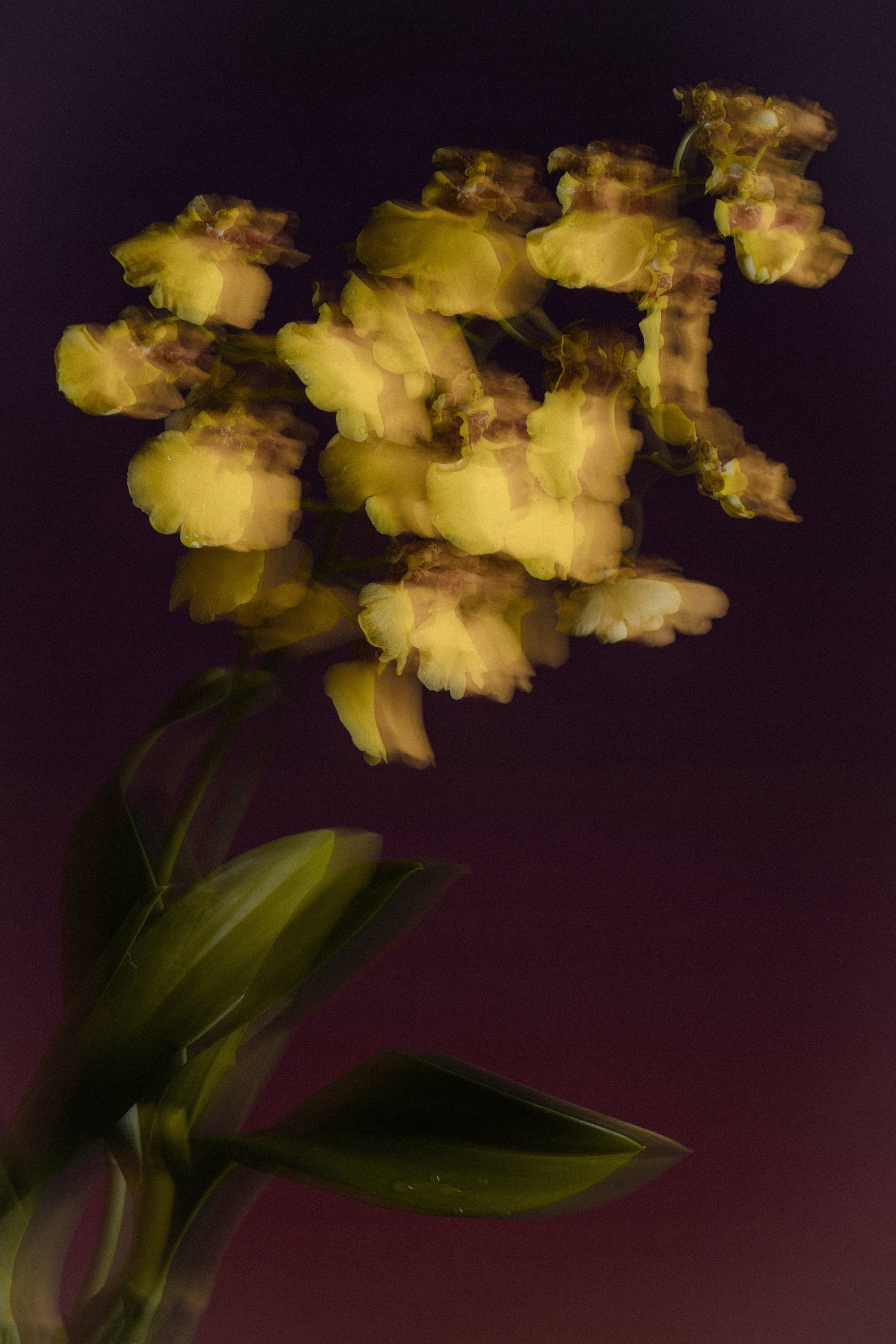 Sama Extrait de Parfum - Ingredient