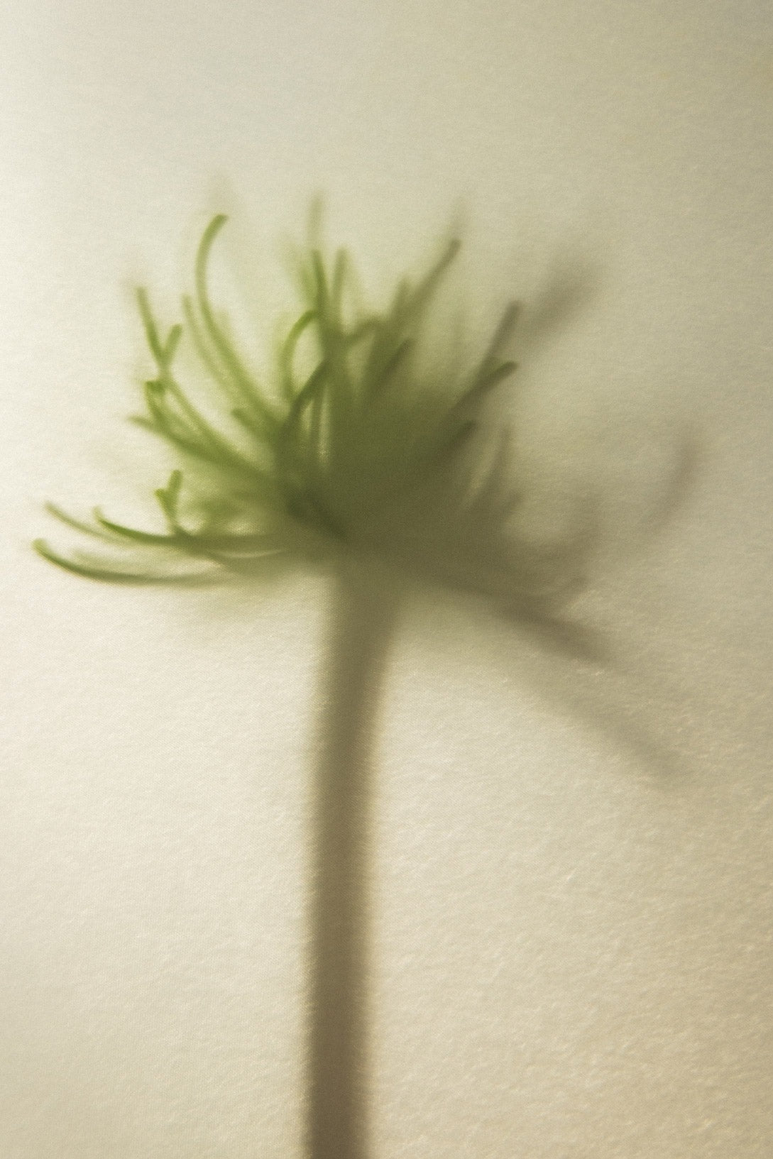 Watan Extrait de Parfum - Ingredient