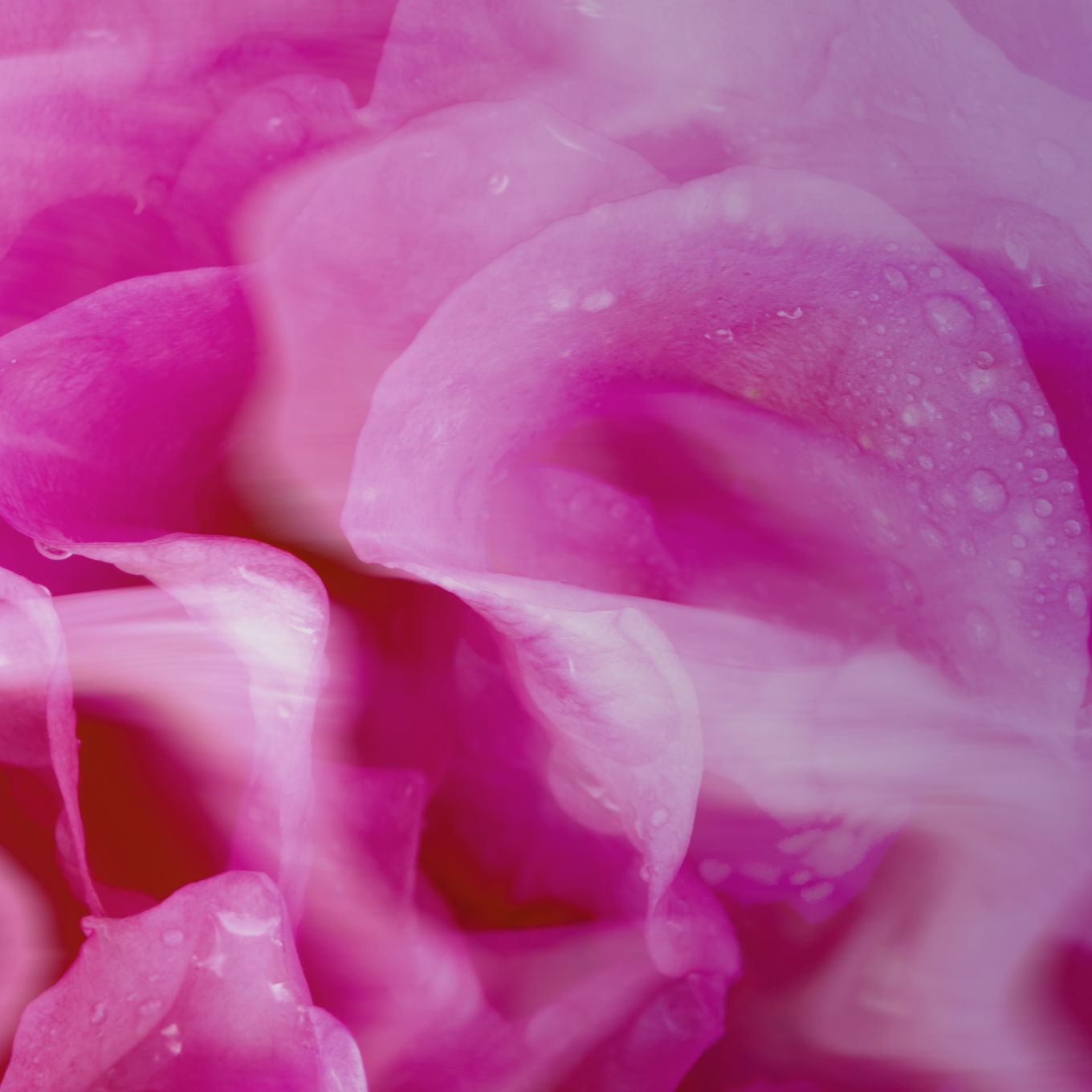 Rose Hubris