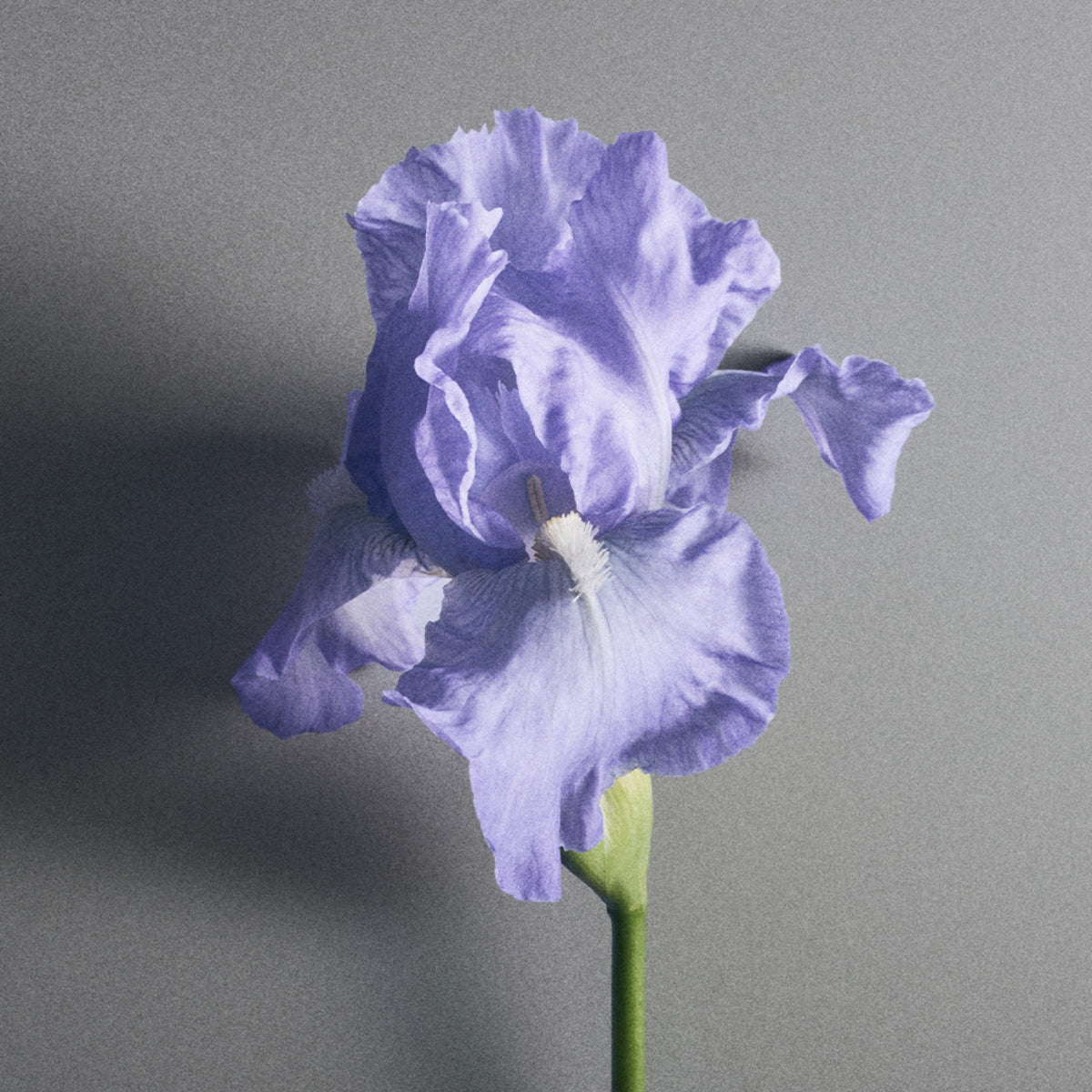 Iris Debonair Millesime Eau de Parfum