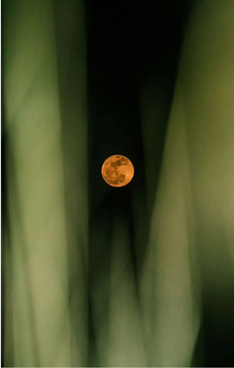 Moon Blooming