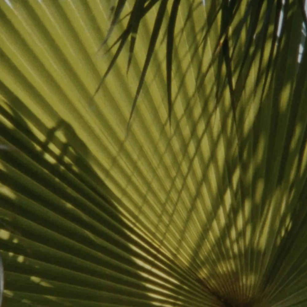 Jasmine Haze Eau de Parfum 100ml